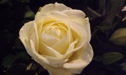 DSCF4980